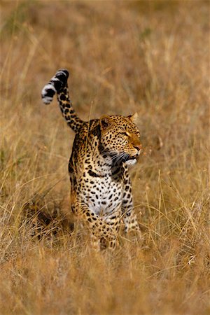 simsearch:700-00162680,k - Leopard Walking Through Grass Stock Photo - Rights-Managed, Code: 700-00162642