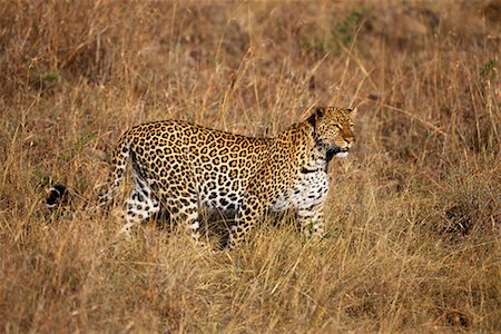 simsearch:700-00162680,k - Leopard Walking Through Grass Stock Photo - Rights-Managed, Code: 700-00162643