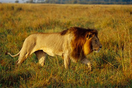 simsearch:700-00162680,k - Lion, Masai Mara, Kenya Stock Photo - Rights-Managed, Code: 700-00162655