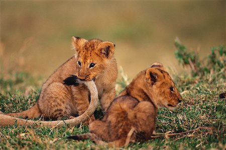 Lion Cubs Stock Photo - Rights-Managed, Code: 700-00162659