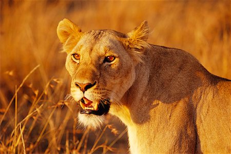 Lioness Portrait Stock Photo - Rights-Managed, Code: 700-00162652