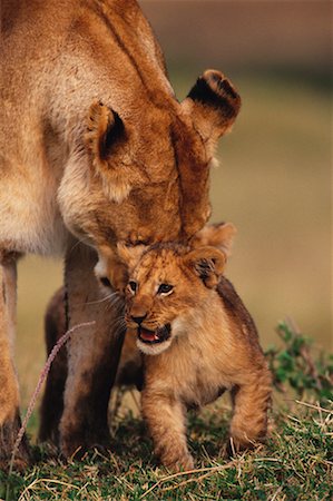 simsearch:700-02686033,k - Lioness and Cub Masai Mara, Kenya, Africa Stock Photo - Rights-Managed, Code: 700-00162664