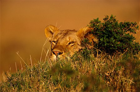 simsearch:700-00162680,k - Lioness Stock Photo - Rights-Managed, Code: 700-00162667