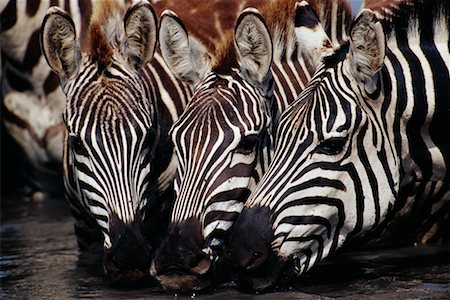 simsearch:700-02659799,k - Zebras Stock Photo - Rights-Managed, Code: 700-00162692