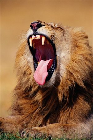 simsearch:400-04171805,k - Lion Yawning Stock Photo - Rights-Managed, Code: 700-00162765