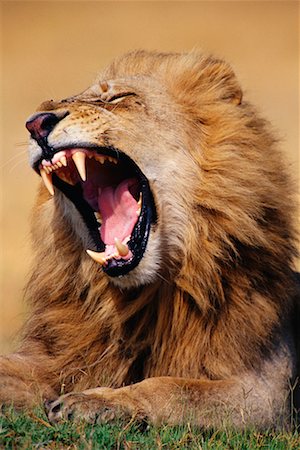 simsearch:400-04109301,k - Lion Yawning Stock Photo - Rights-Managed, Code: 700-00162766