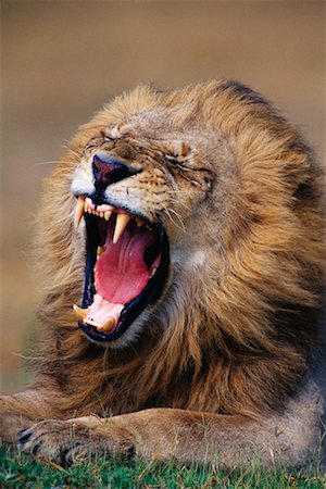 simsearch:400-04171805,k - Lion Yawning Stock Photo - Rights-Managed, Code: 700-00162767
