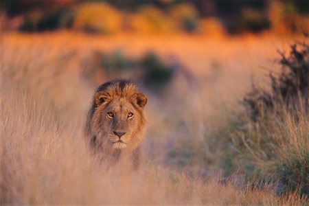 simsearch:700-00162680,k - Lion in Grass Stock Photo - Rights-Managed, Code: 700-00162768
