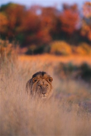 simsearch:700-00162680,k - Lion in Grass Stock Photo - Rights-Managed, Code: 700-00162769