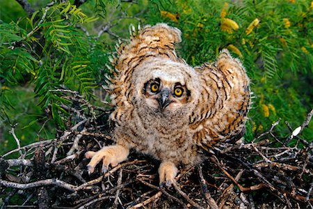 simsearch:700-00168646,k - Great Horned Owl Chick Stock Photo - Rights-Managed, Code: 700-00163212