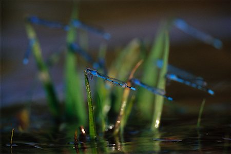 damselfly - Damselflies Stock Photo - Rights-Managed, Code: 700-00163277