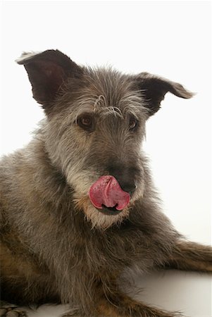 dog licking nose - Portrait of Wolfhound Mutt Stock Photo - Rights-Managed, Code: 700-00177509