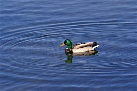 drake - Mallard Drake Stock Photo - Rights-Managed, Code: 700-00170294