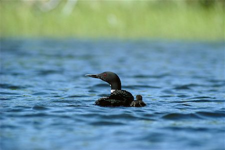 eistaucher - Gemeinsamen Loon Mutter und Küken Stockbilder - Lizenzpflichtiges, Bildnummer: 700-00170295