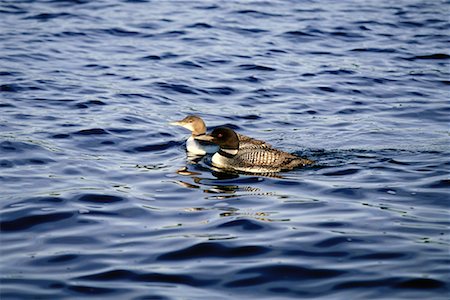 eistaucher - Seetaucher in Wasser Stockbilder - Lizenzpflichtiges, Bildnummer: 700-00170374