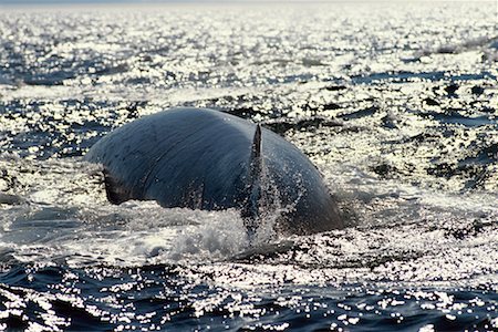 finback whale - Finback Whale Grandes Bergeronnes, St. Lawrence River, Quebec, Canada Stock Photo - Rights-Managed, Code: 700-00170446