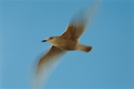 Gull in Flight Stock Photo - Rights-Managed, Code: 700-00170533