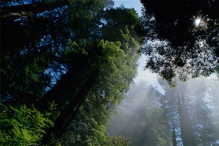 simsearch:700-00157939,k - Sunshine through Redwoods California, USA Stock Photo - Rights-Managed, Code: 700-00184276