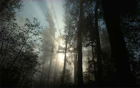 rainforest in canada - Sun through Forest Trees Cottonwood Park British Columbia, Canada Stock Photo - Rights-Managed, Code: 700-00184286