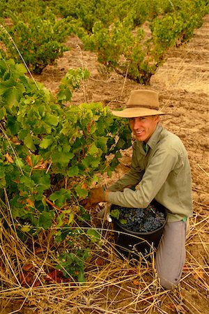 Person Picking Grapes Barossa Valley, South Australia Australia Stock Photo - Rights-Managed, Code: 700-00187141