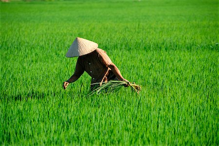 simsearch:841-08102090,k - Woman Working in Rice Field Nha Trang, Vietnam Stock Photo - Rights-Managed, Code: 700-00187328