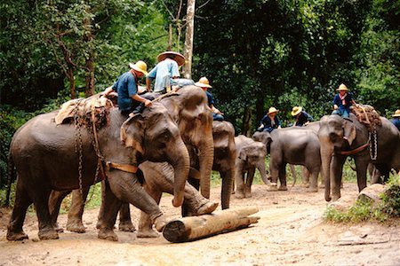 simsearch:700-02693512,k - Chiang Dao Elephant Camp Chiang Dao, Thailand Stock Photo - Rights-Managed, Code: 700-00187375