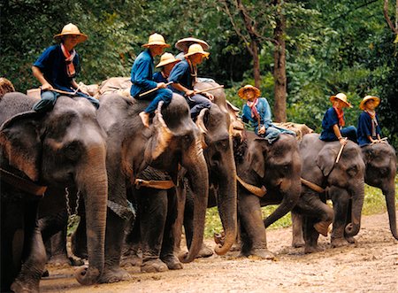 simsearch:700-02693512,k - Chiang Dao Elephant Camp Chiang Dao, Thailand Stock Photo - Rights-Managed, Code: 700-00187376