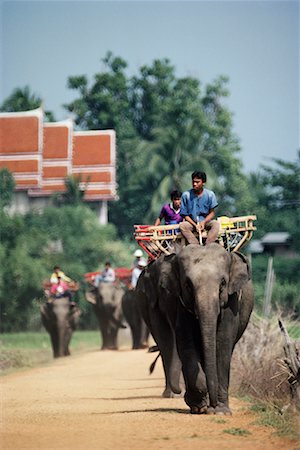 simsearch:700-02693512,k - Annual Elephant Round-Up Surin, Thailand Stock Photo - Rights-Managed, Code: 700-00187378
