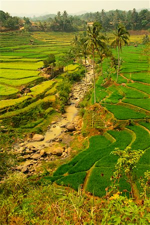 simsearch:700-00057322,k - Rice Fields Java, Indonesia Stock Photo - Rights-Managed, Code: 700-00187436