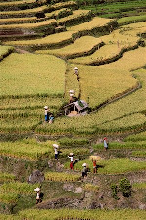 simsearch:700-01954895,k - Rice Fields Bali, Indonesia Stock Photo - Rights-Managed, Code: 700-00187432