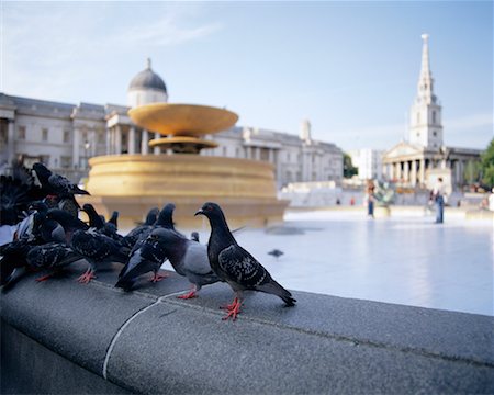 simsearch:700-00150365,k - Pigeons at City Square Trafalgar Square Westminster London, England Stock Photo - Rights-Managed, Code: 700-00188574