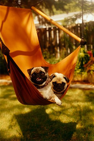 Two Dogs in Hammock Stock Photo - Rights-Managed, Code: 700-00188609