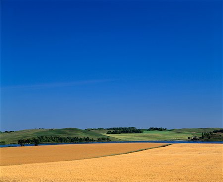 Wheat Fields Pembina Valley Holland, Manitoba, Canada Stock Photo - Rights-Managed, Code: 700-00188706