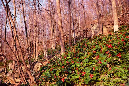 simsearch:700-00182848,k - Red Trilliums in Forest in Springtime New Brunswick, Canada Stock Photo - Rights-Managed, Code: 700-00188741