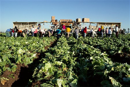 People Harvesting Lettuce Stock Photo - Rights-Managed, Code: 700-00189042