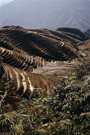 Rice Paddy Longshan, China Stock Photo - Rights-Managed, Code: 700-00189283