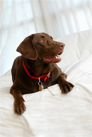 simsearch:700-00198258,k - Dog in Bed Stock Photo - Rights-Managed, Code: 700-00189654