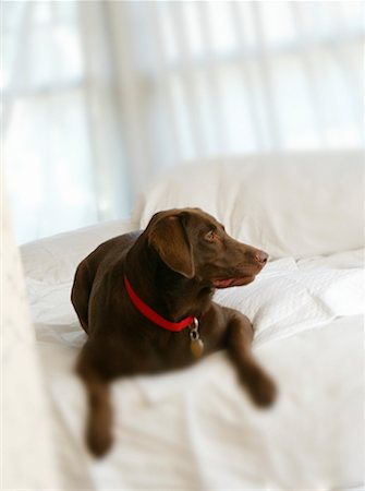 simsearch:700-00198258,k - Dog in Bed Stock Photo - Rights-Managed, Code: 700-00189655