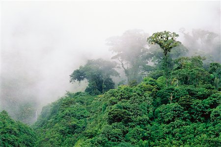 simsearch:700-00023229,k - Forest and Fog Andes Mountains Napo Province, Ecuador Foto de stock - Con derechos protegidos, Código: 700-00181780