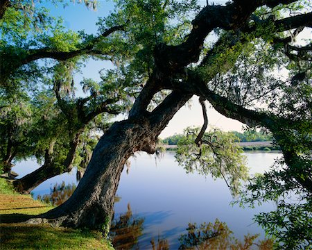 simsearch:700-00157939,k - Oak Tree Hanging over River Charleston, South Carolina USA Stock Photo - Rights-Managed, Code: 700-00182057