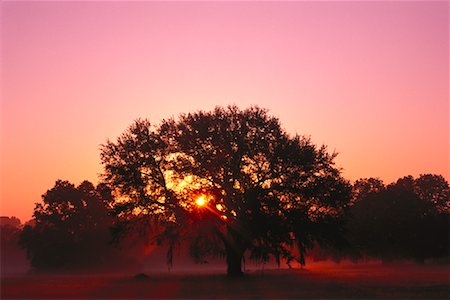 simsearch:700-00157939,k - Sunset behind Oak Tree Tallahassee, Florida USA Stock Photo - Rights-Managed, Code: 700-00182051