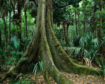 simsearch:700-00157939,k - Tree with Large Roots Highlands Hammock State Park Sebring, Florida, USA Stock Photo - Rights-Managed, Code: 700-00182060