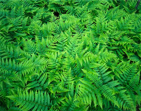 peter griffith - Close-Up of Ferns Stock Photo - Rights-Managed, Code: 700-00182712