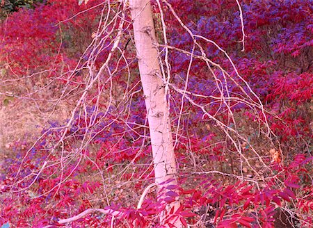 simsearch:700-06465623,k - Birch Tree in Autumn Washington, USA Foto de stock - Con derechos protegidos, Código: 700-00182745