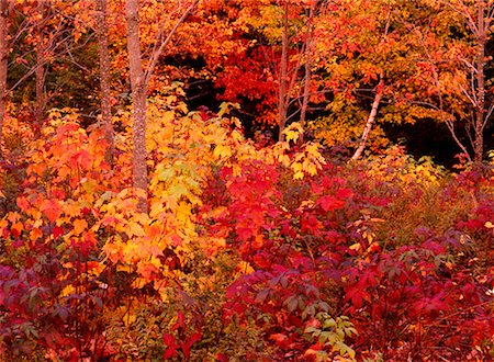 simsearch:700-00182848,k - Fall Leaves Margaree Valley, Nova Scotia Canada Stock Photo - Rights-Managed, Code: 700-00182750