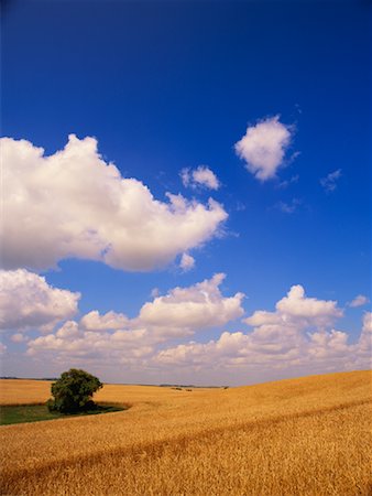 Tree in Wheat Field Holland, Manitoba Canada Stock Photo - Rights-Managed, Code: 700-00183208