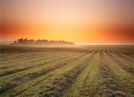 simsearch:700-00016300,k - Swathed Field at Dawn Alberta, Canada Stock Photo - Rights-Managed, Code: 700-00183329