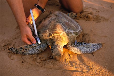 Turtle Research Bare Sand Island Western Australia Stock Photo - Rights-Managed, Code: 700-00183617