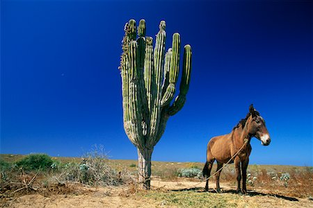 Donkey Tied to Cactus Todos Santos, Baja California Mexico Stock Photo - Rights-Managed, Code: 700-00183771