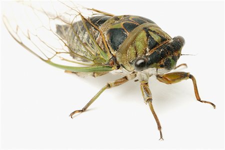 simsearch:700-00477662,k - Close-Up of Cicada Stock Photo - Rights-Managed, Code: 700-00194429